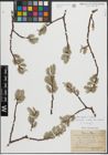 Foto von Salix caprea L. x Salix cinerea L.